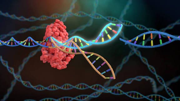 Illustration of a protein complex moving along a DNA strand