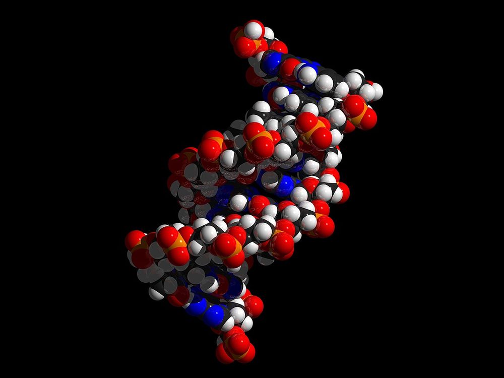 Space-filling model of a DNA double helix