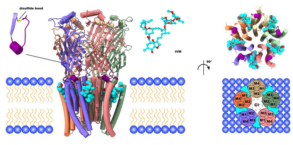 Glutamate-gated chloride channel in complex with the ligand ivermectin