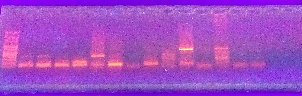 Agarose gel under UV light showing PCR product bands