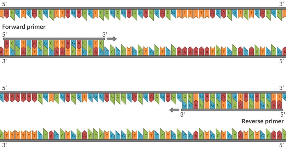 Forward and reverse primers annealed to a DNA template strand